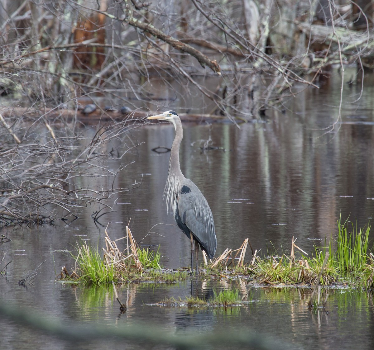 Great Blue Heron - ML28382771