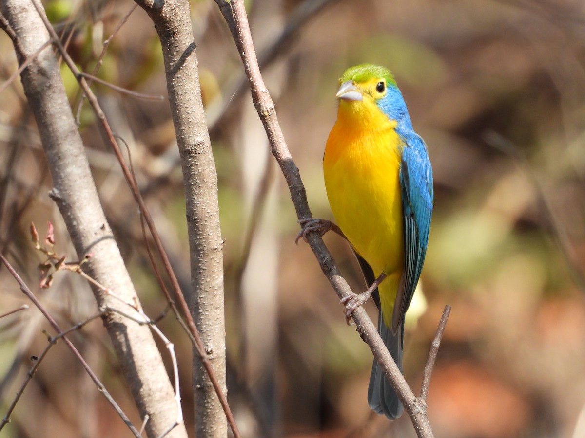 Orange-breasted Bunting - ML283827751