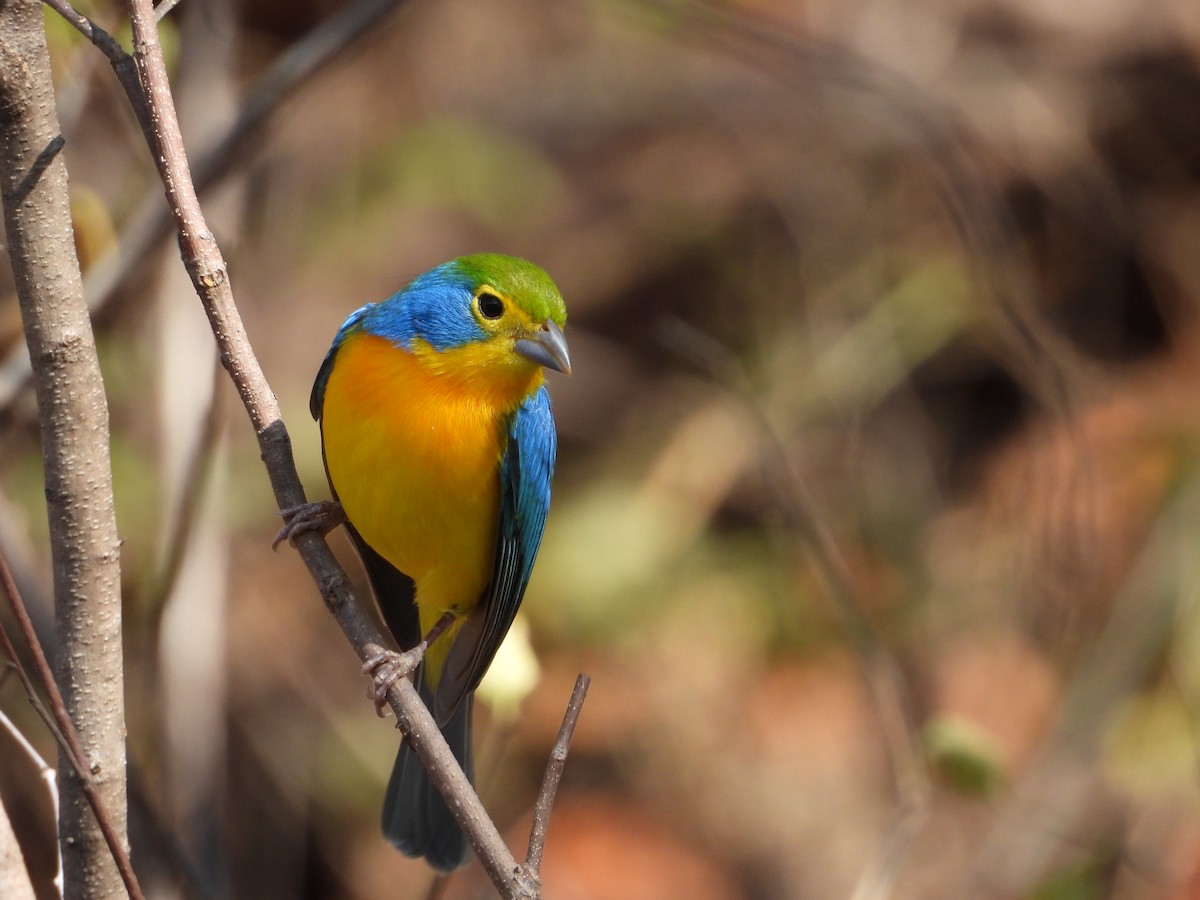 Orange-breasted Bunting - ML283827811