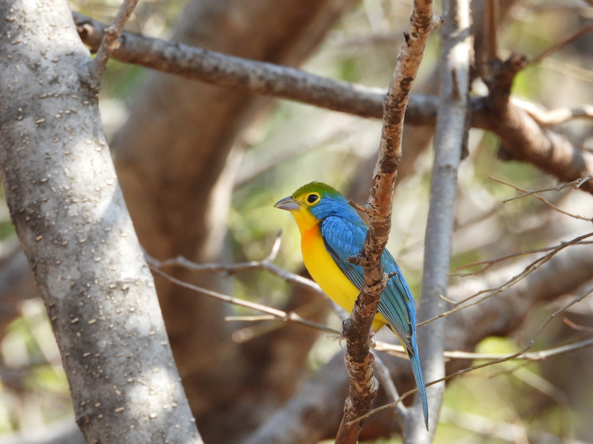 Orange-breasted Bunting - ML283827891