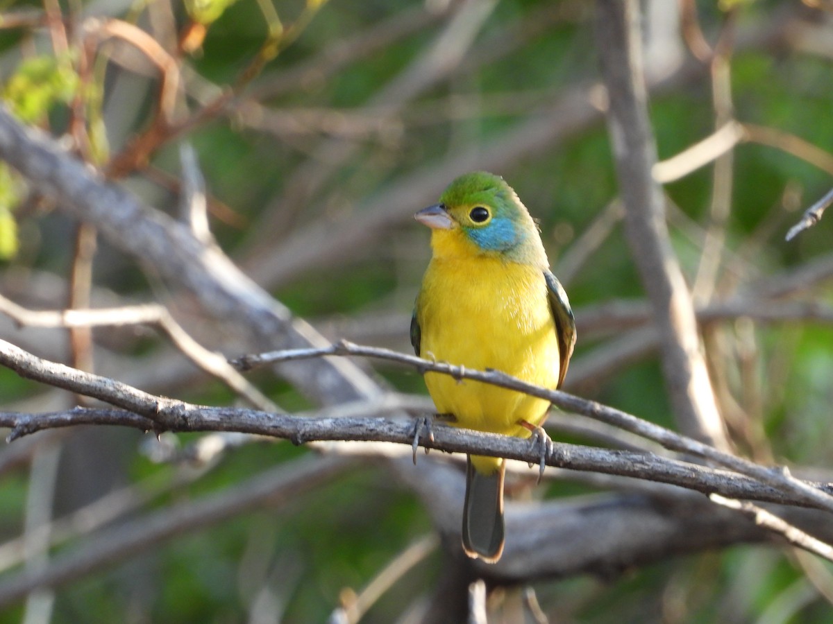 Orange-breasted Bunting - ML283827901