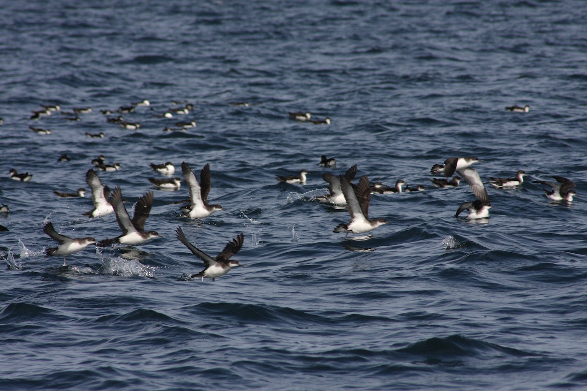 Manx Shearwater - Stephen Bailey