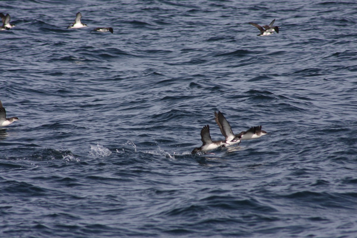 Manx Shearwater - Stephen Bailey