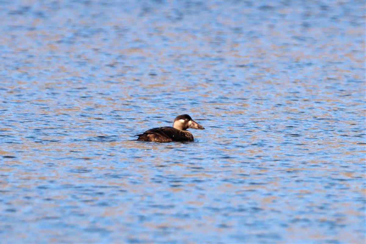 Surf Scoter - ML283828841