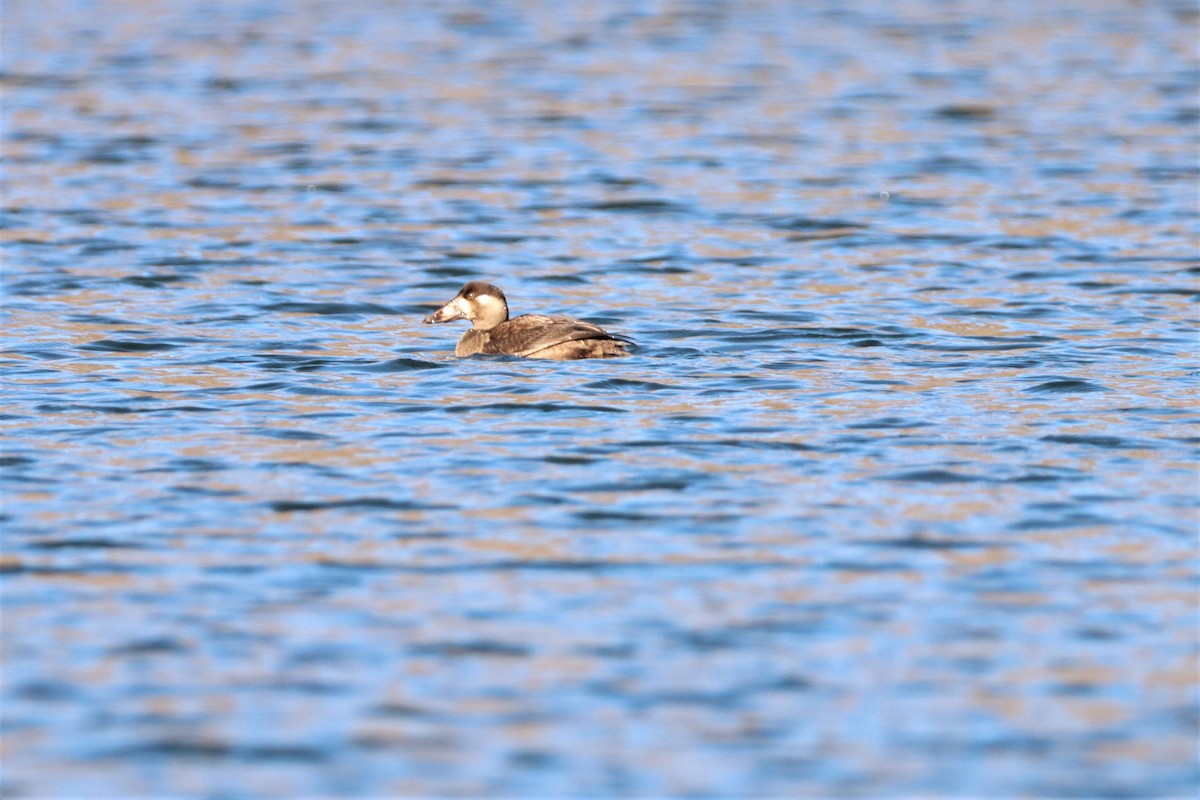 Surf Scoter - ML283828861