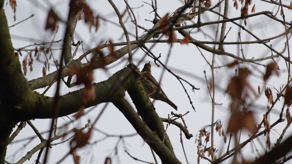 Redwing - ML283829711