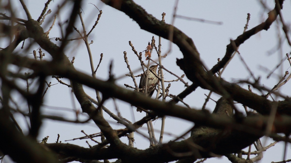 Redwing - ML283829721