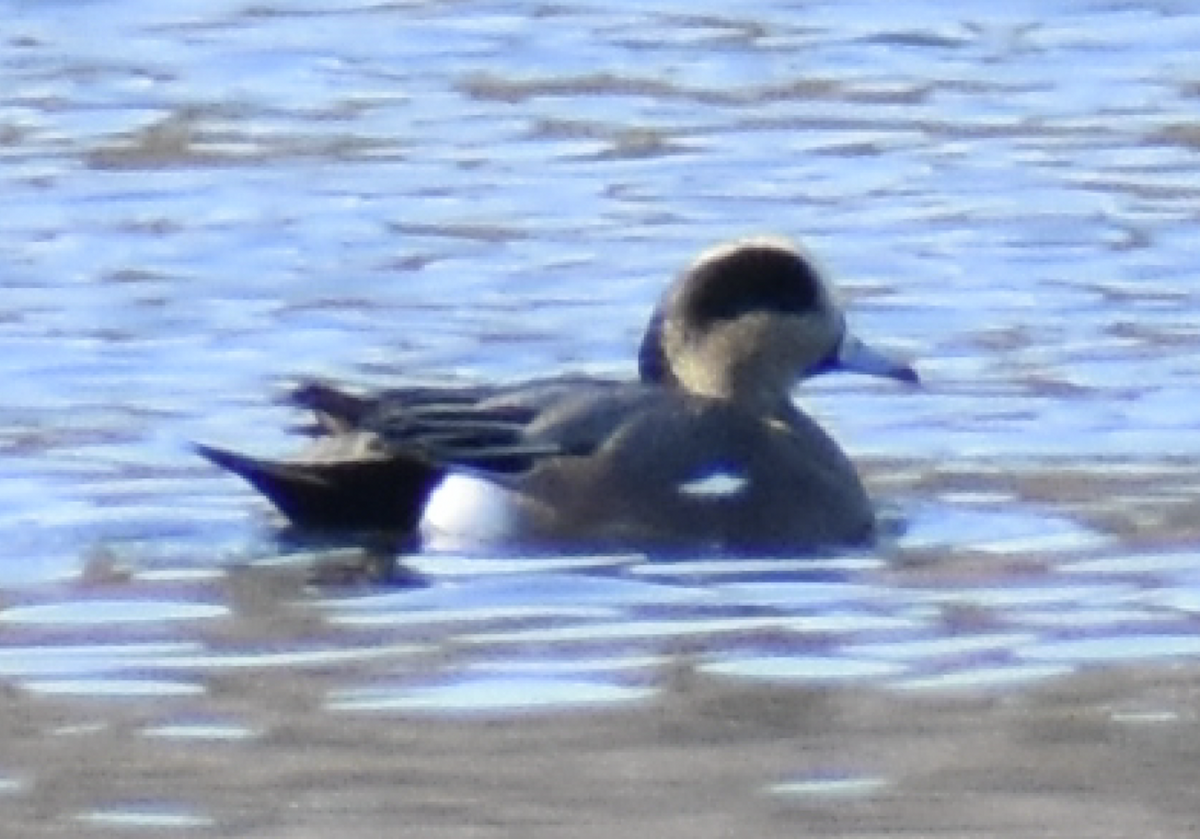 American Wigeon - Trish Berube