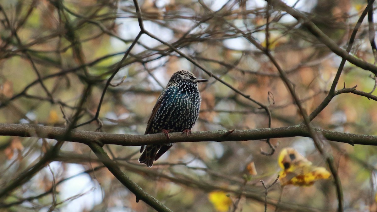 European Starling - ML283829901