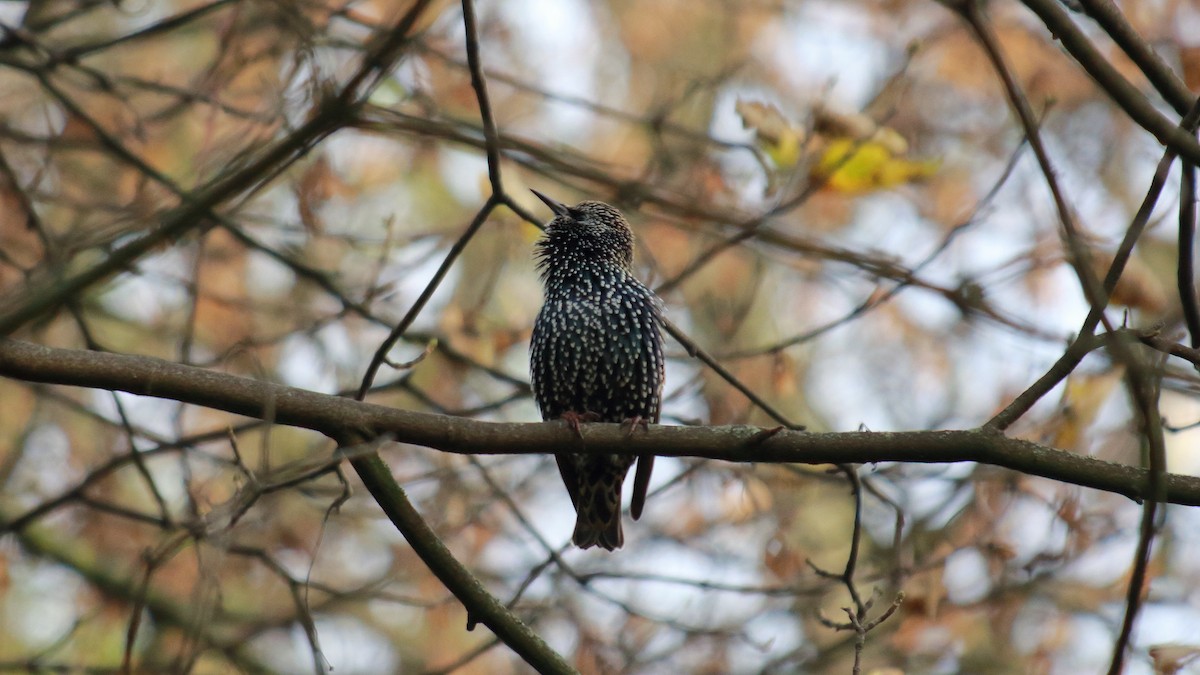 European Starling - ML283830001