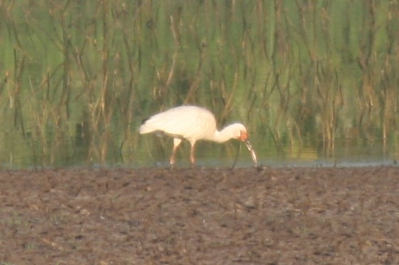 White Ibis - Justyn Stahl