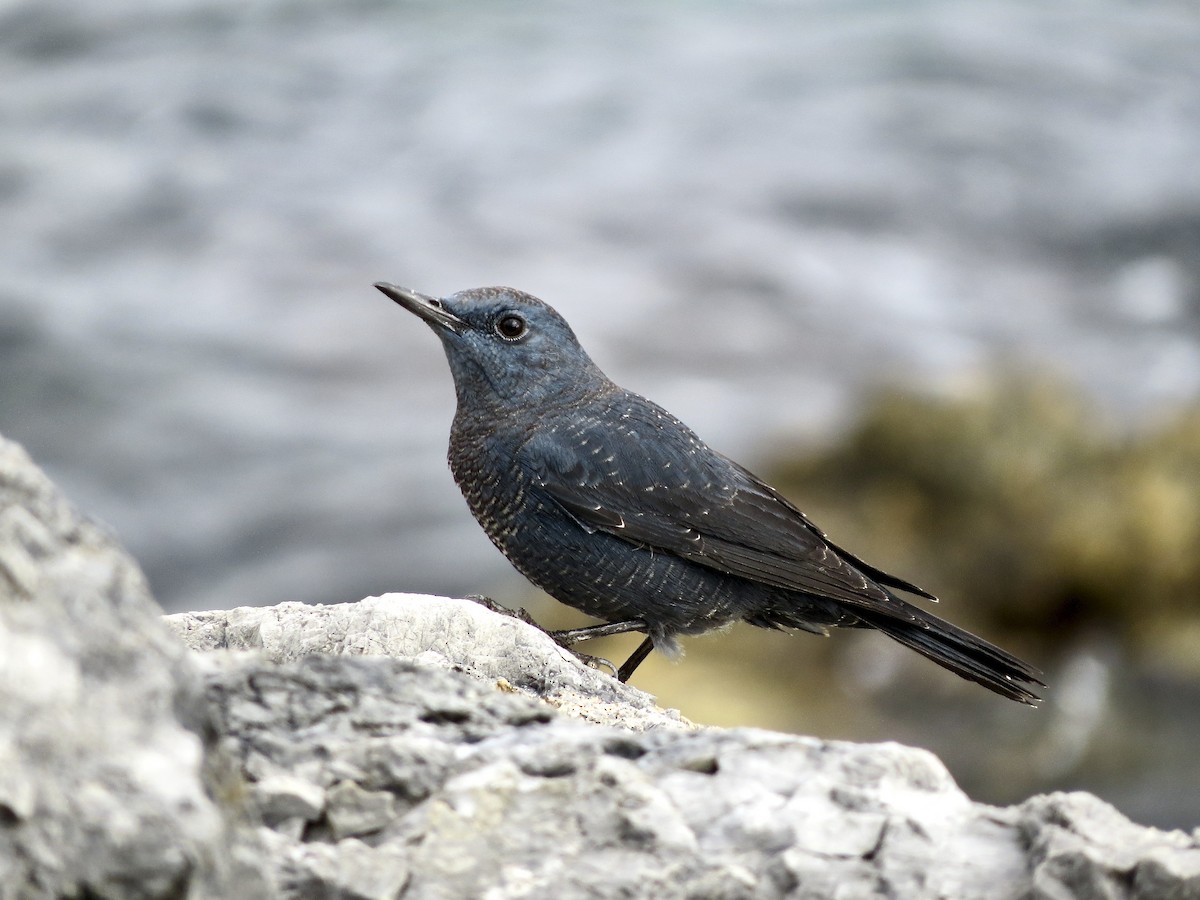 Blue Rock-Thrush - ML283830761