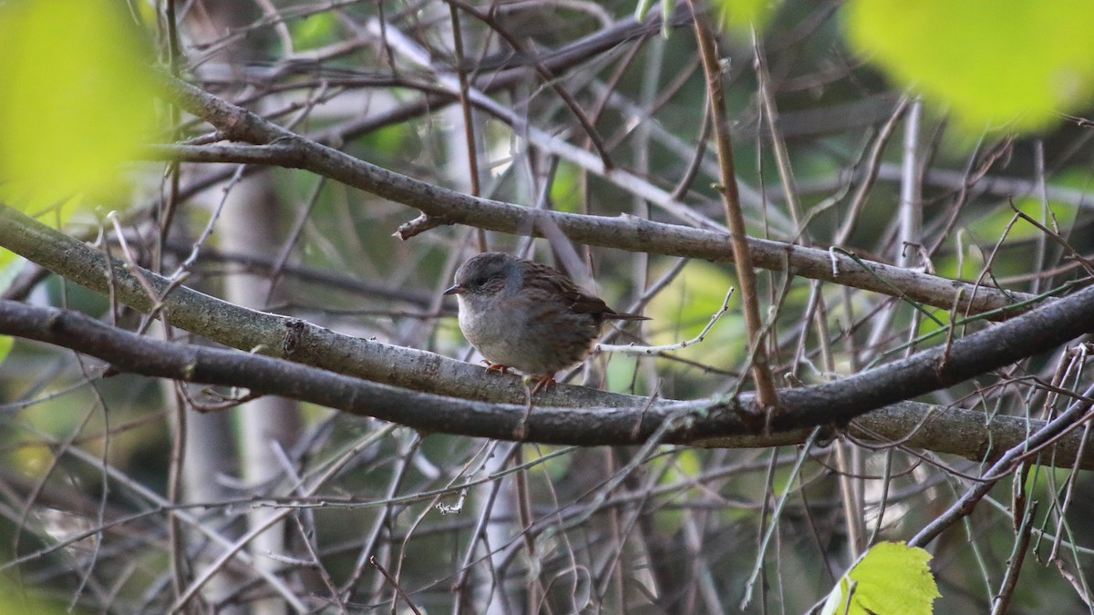 Dunnock - ML283831061