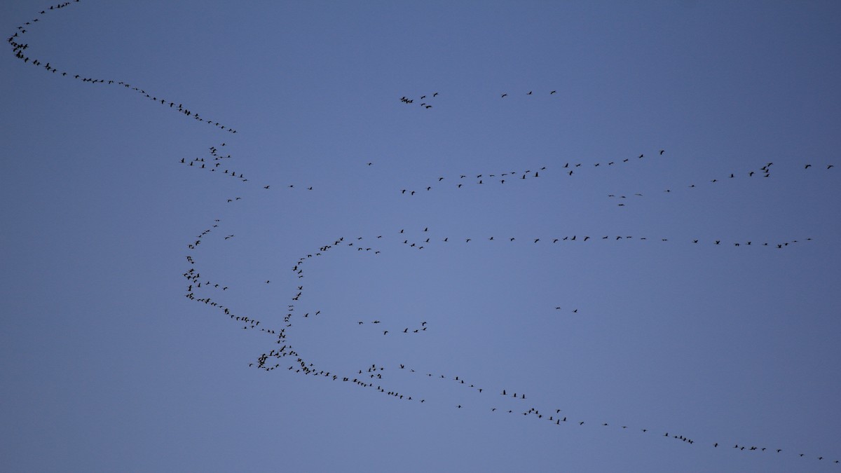 Common Crane - Sabine Sill