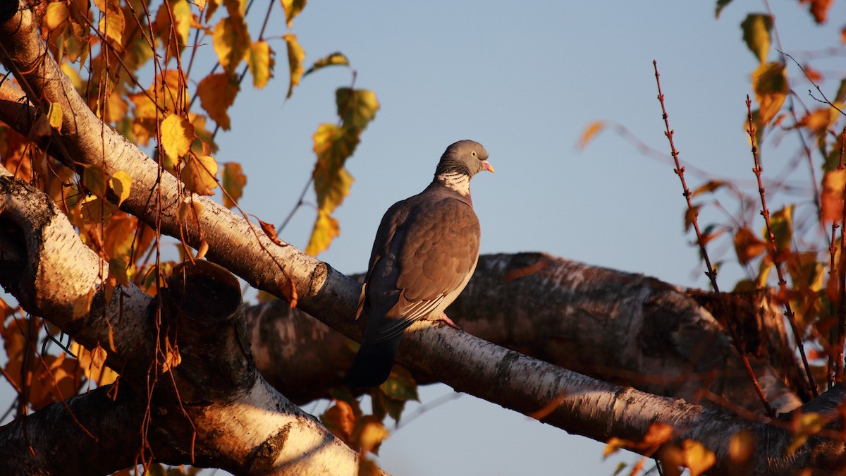 Common Wood-Pigeon - Sabine Sill