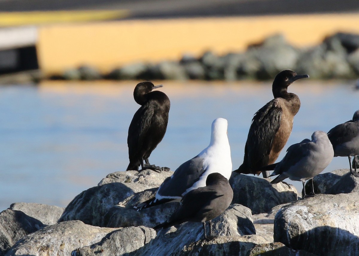 Pelagic Cormorant - ML283833941