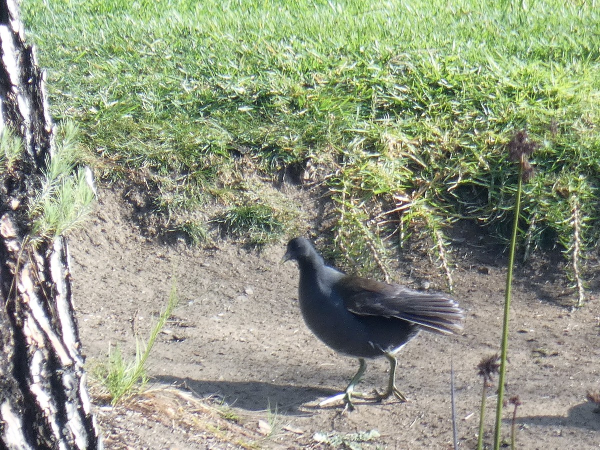 Common Gallinule - Kiandra Mitchell