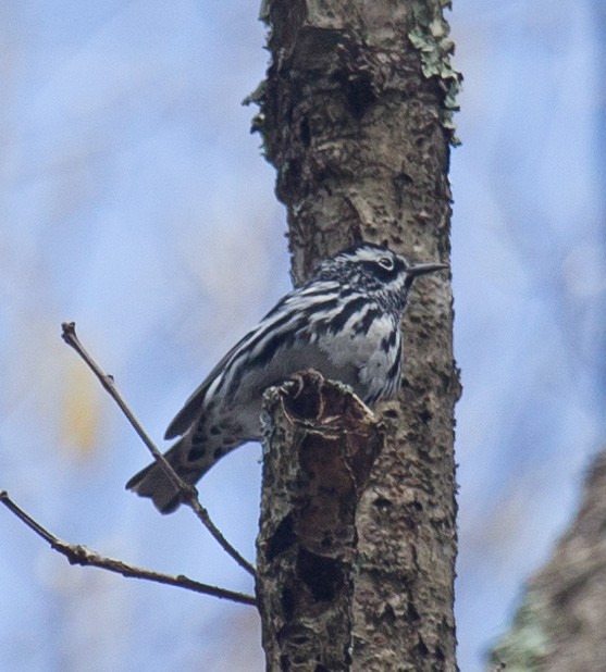 Black-and-white Warbler - ML28383631