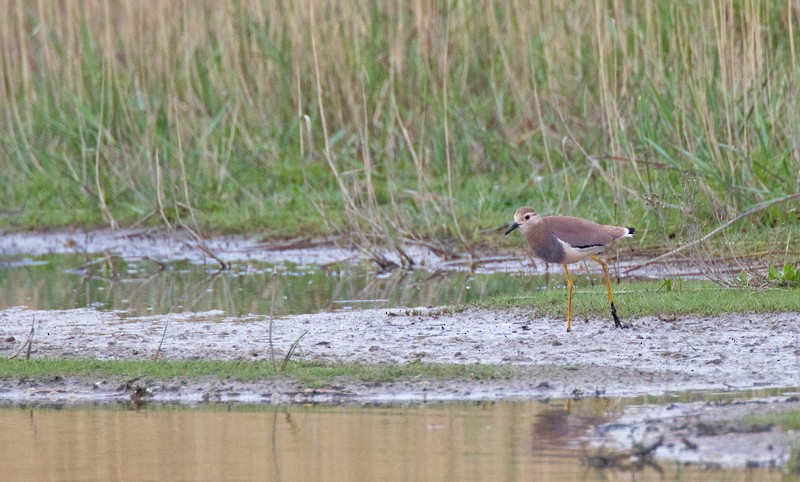 White-tailed Lapwing - ML283836391