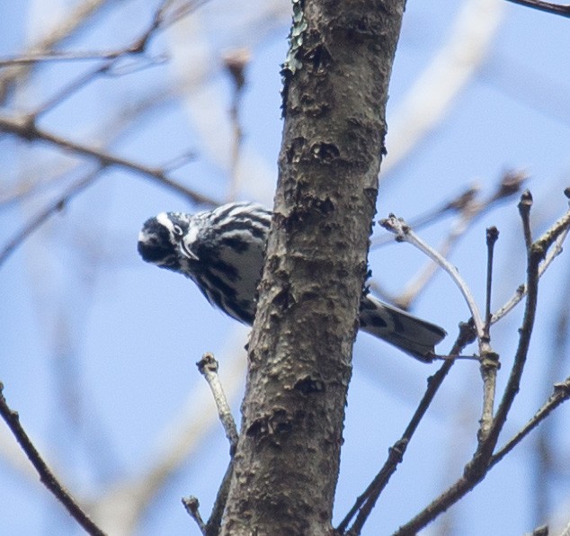 Black-and-white Warbler - ML28383661