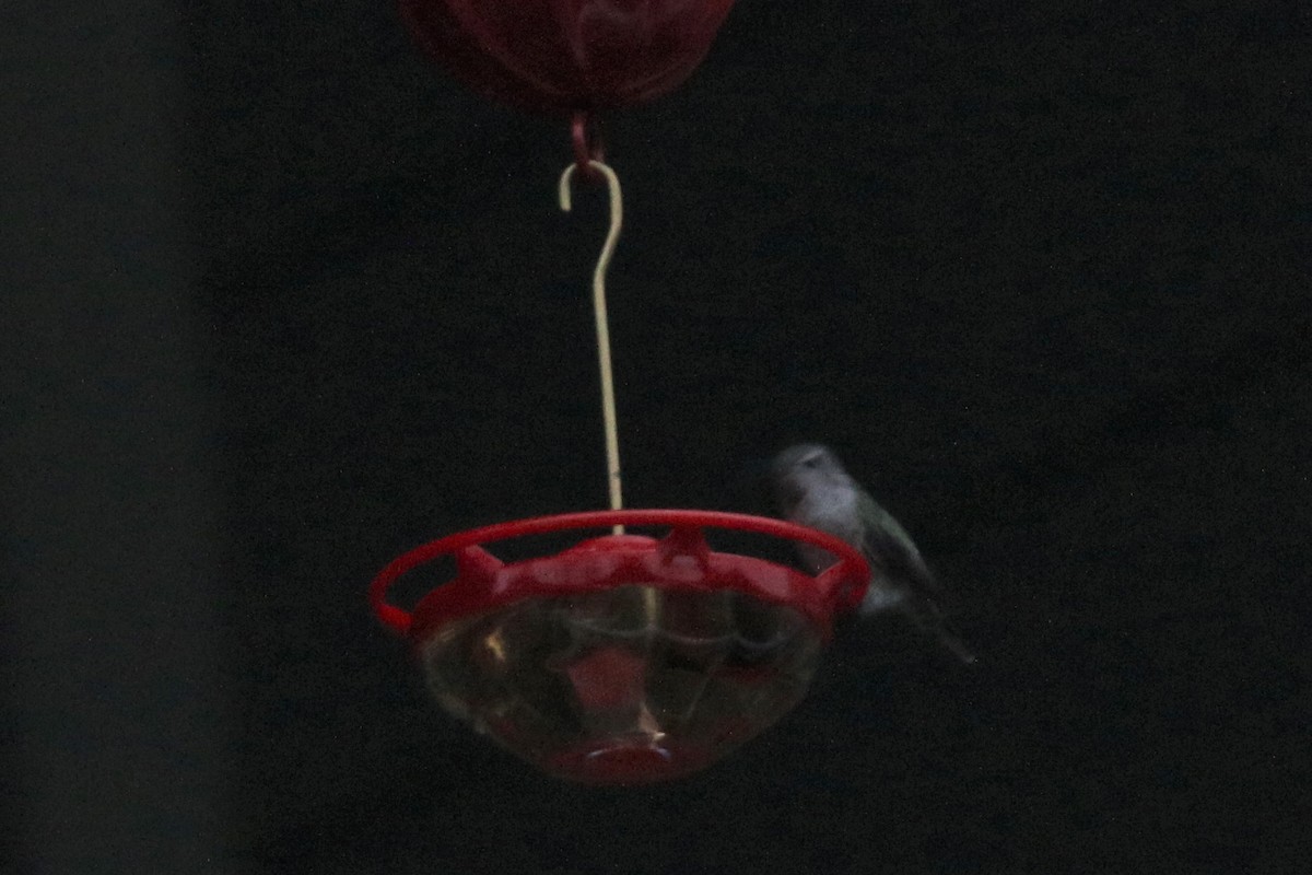 Anna's Hummingbird - ML283840941