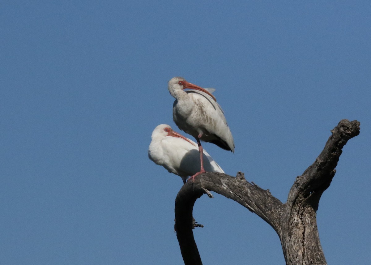 White Ibis - ML283842511