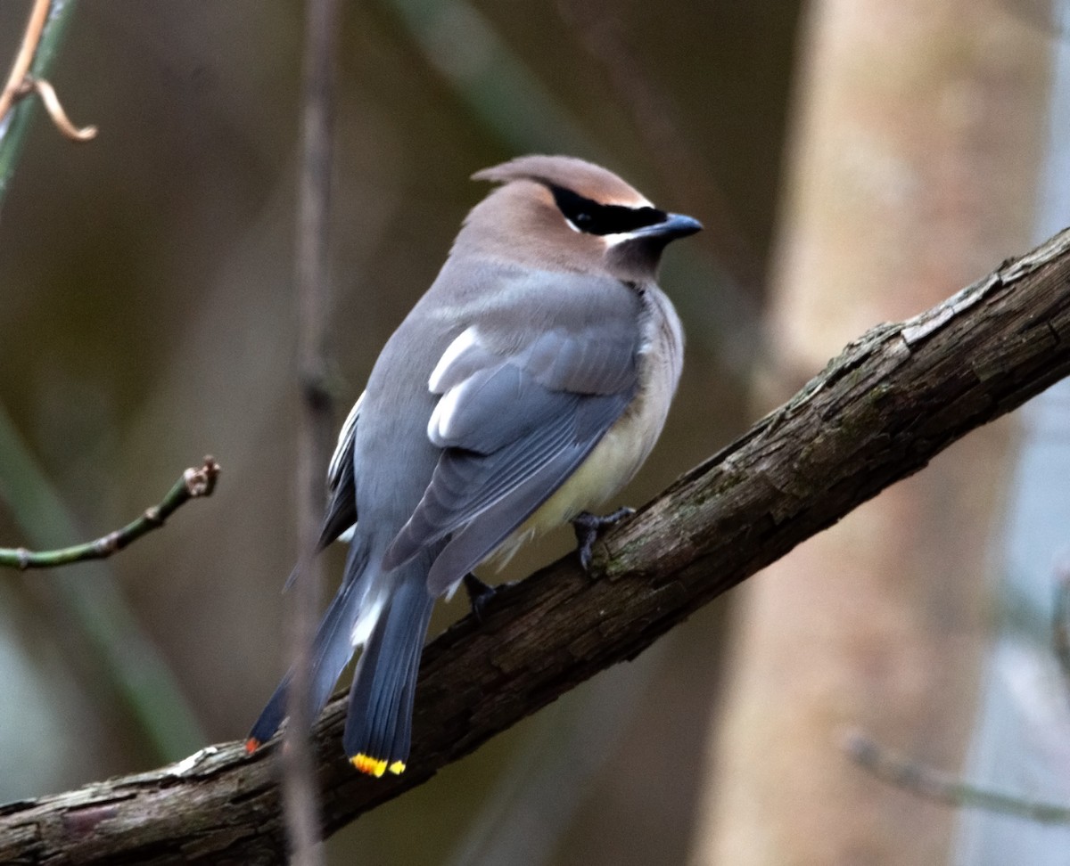 Cedar Waxwing - ML283843781