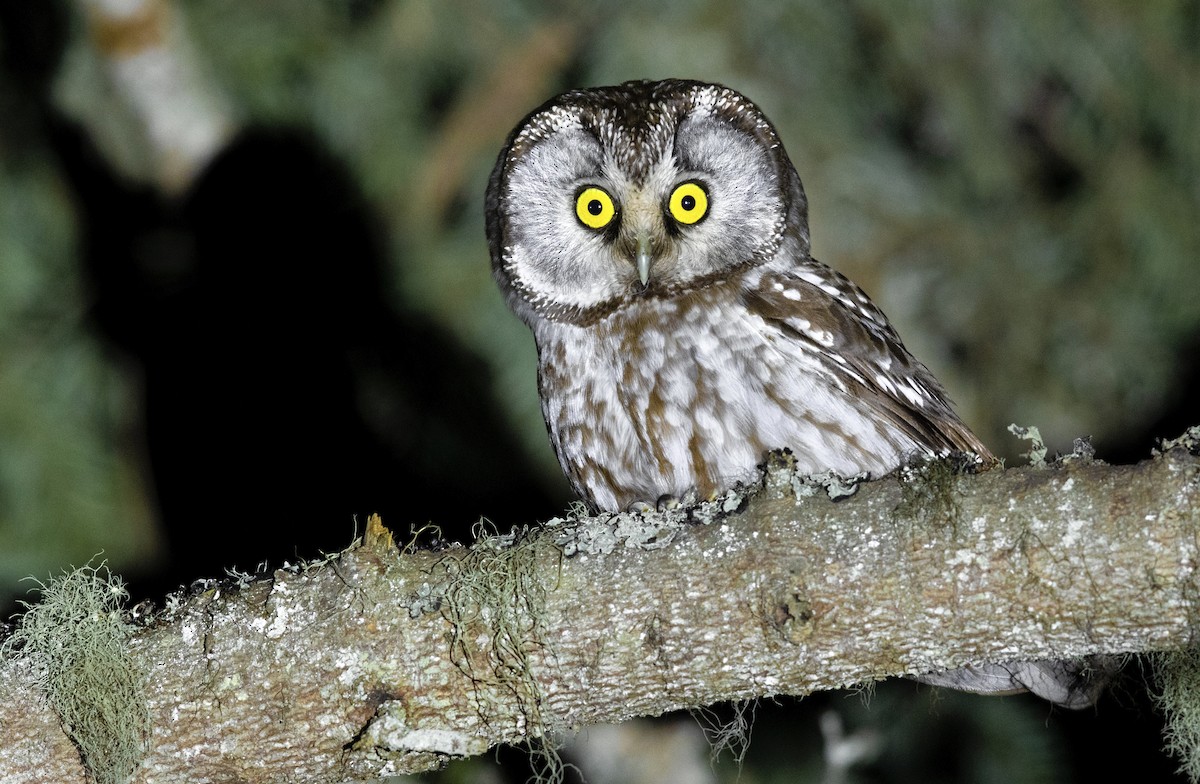 Boreal Owl - Emin Yogurtcuoglu I birddetective