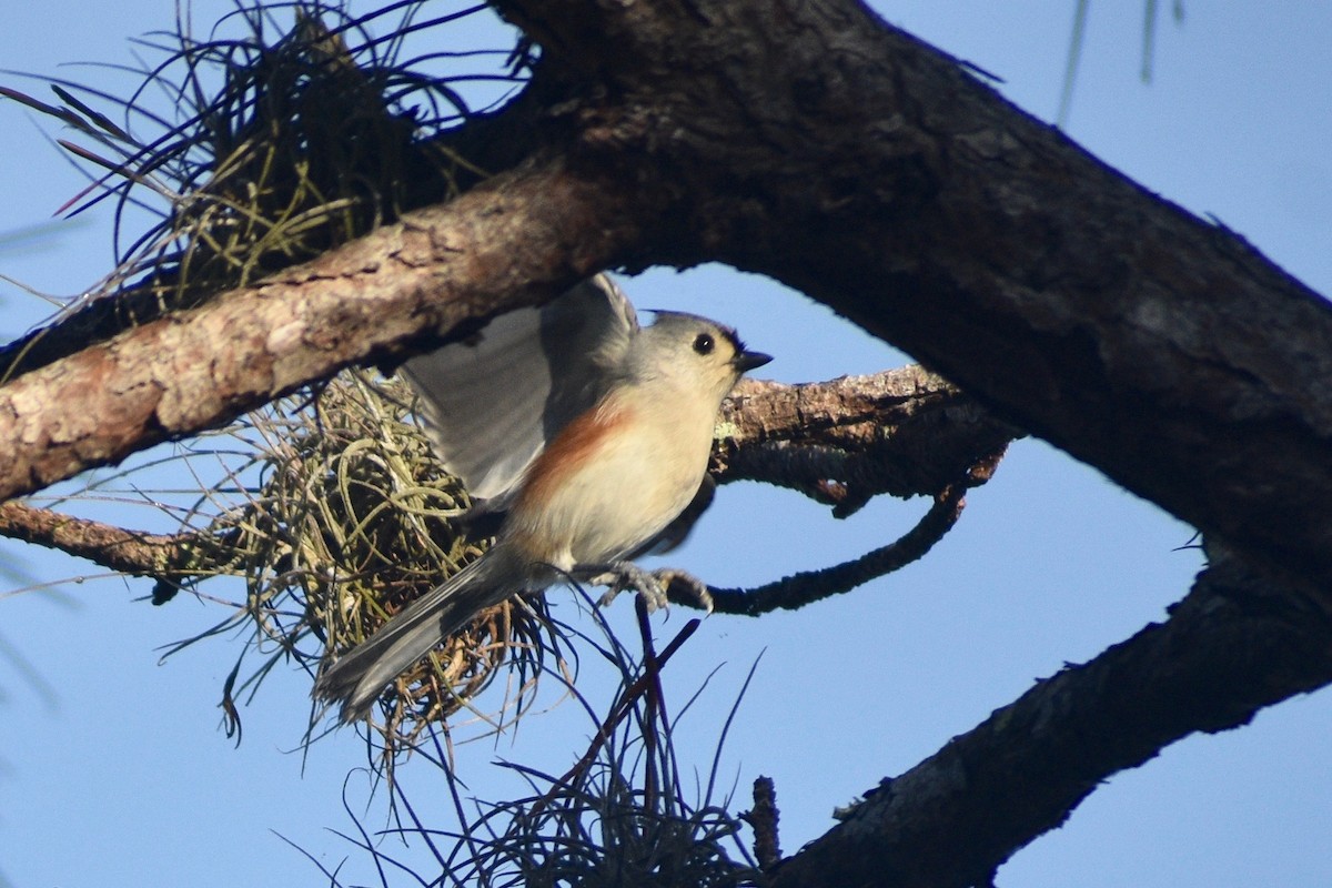 Tufted Titmouse - ML283844391