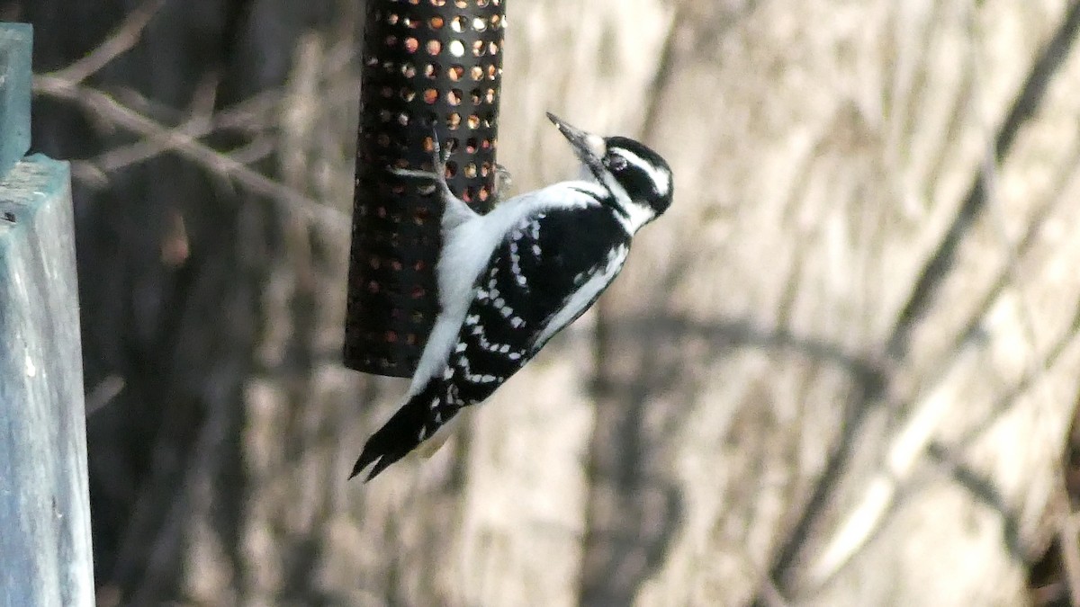 Hairy Woodpecker - André Labelle