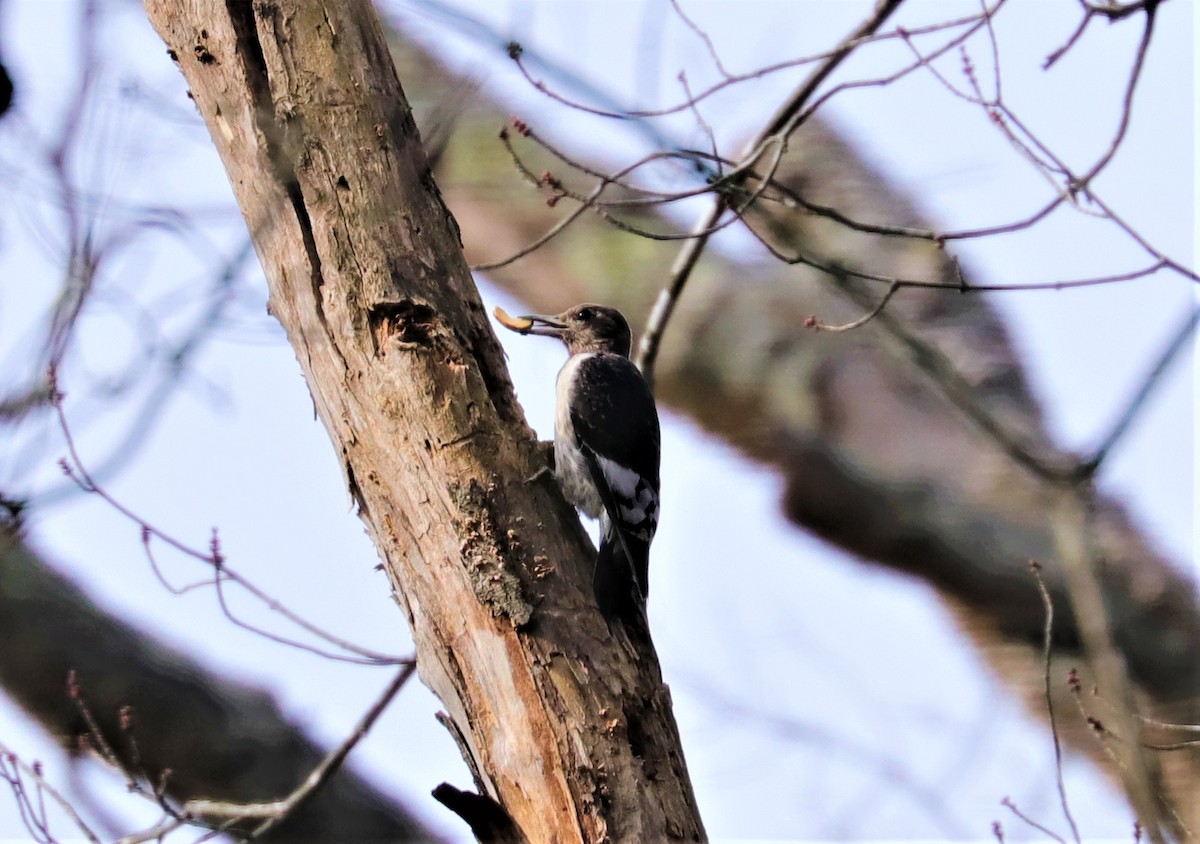 Red-headed Woodpecker - ML283847771