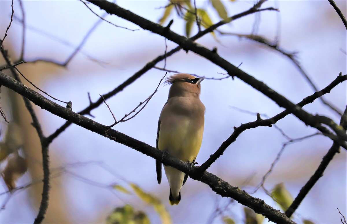 Cedar Waxwing - ML283848051