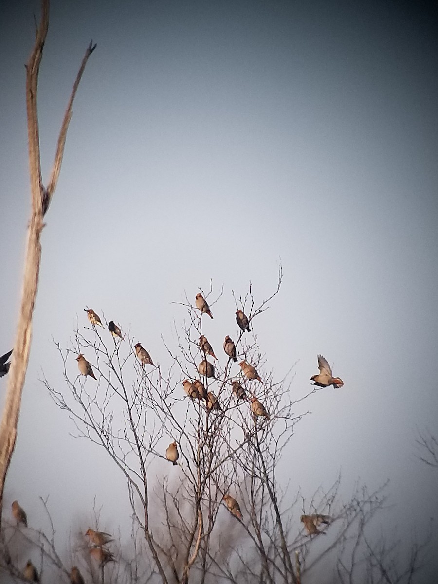 Bohemian Waxwing - ML283850171