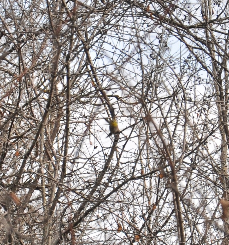 American Goldfinch - ML283852191