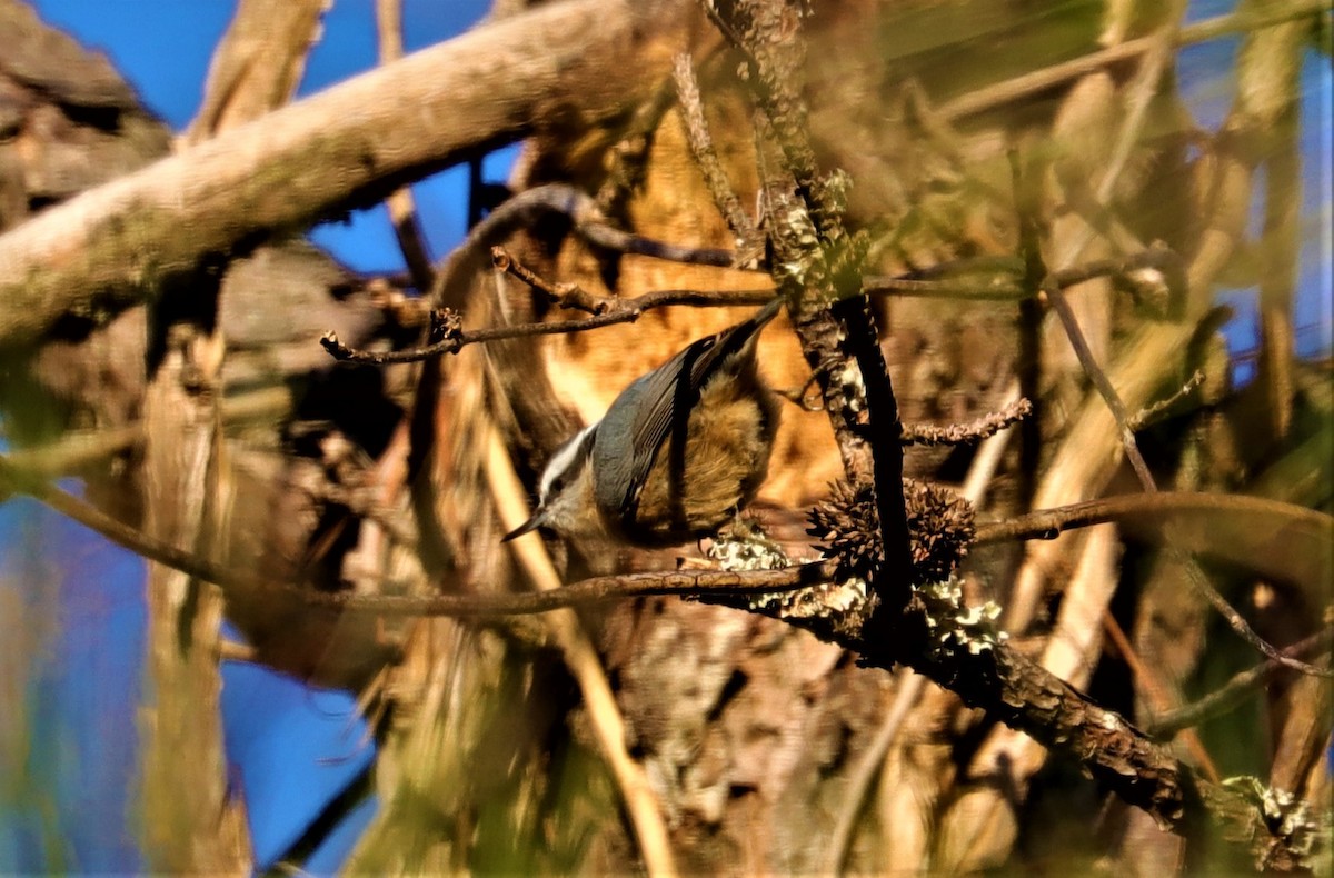 Red-breasted Nuthatch - ML283852381