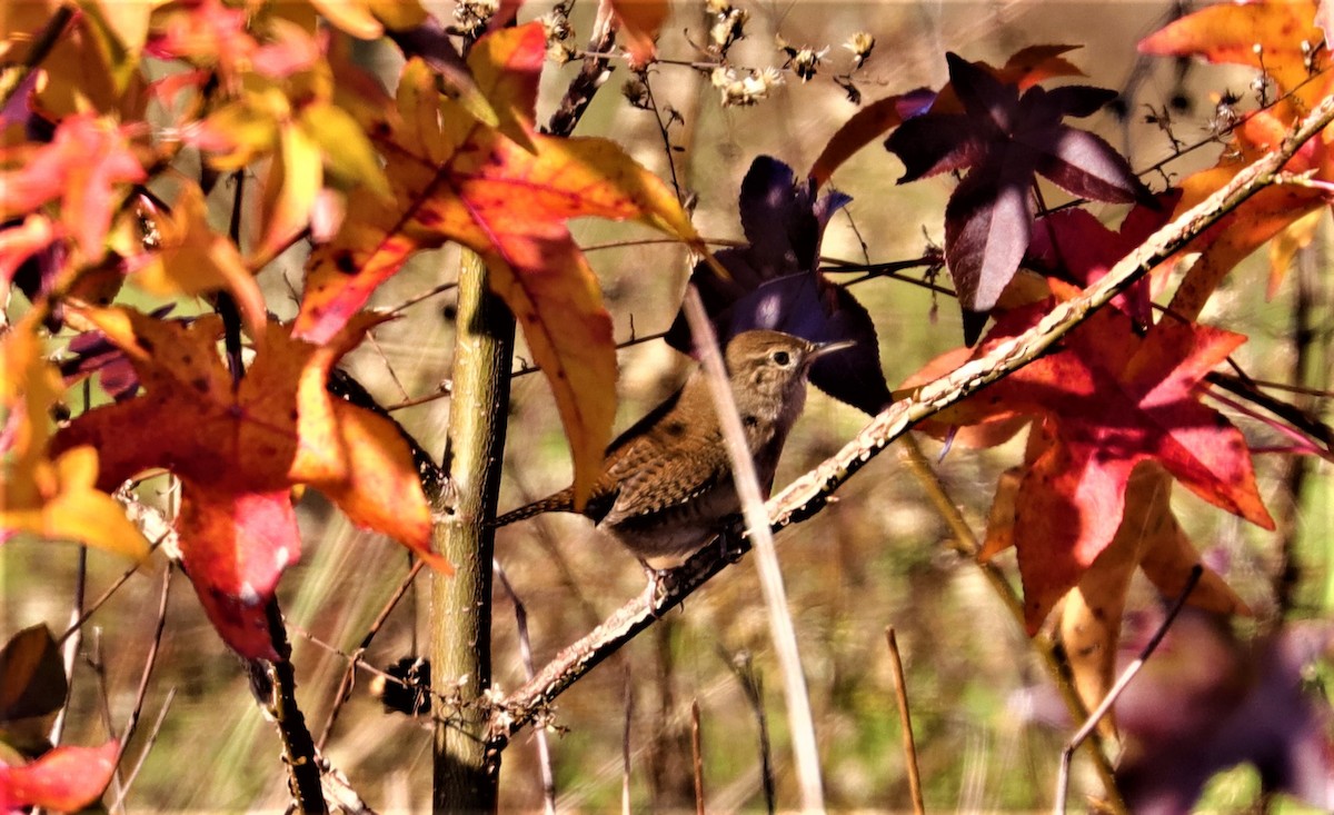 Northern House Wren - ML283852491