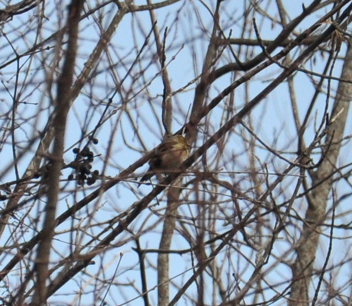 American Goldfinch - ML283852791