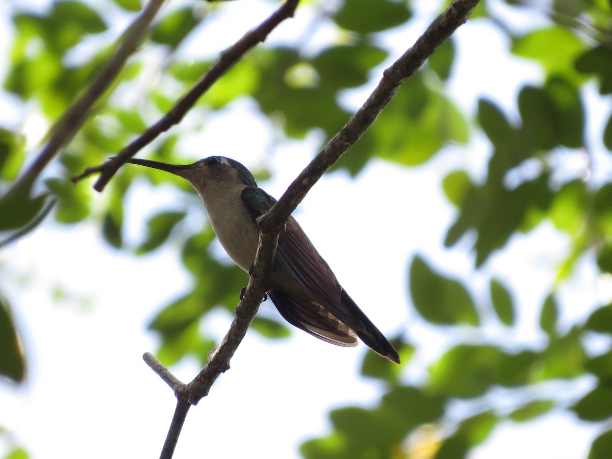 kolibřík klínoocasý - ML283853141