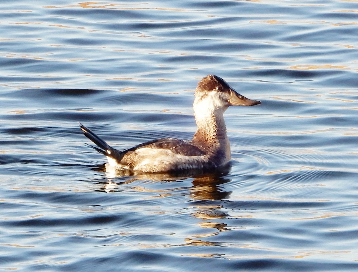 Ruddy Duck - ML283854151