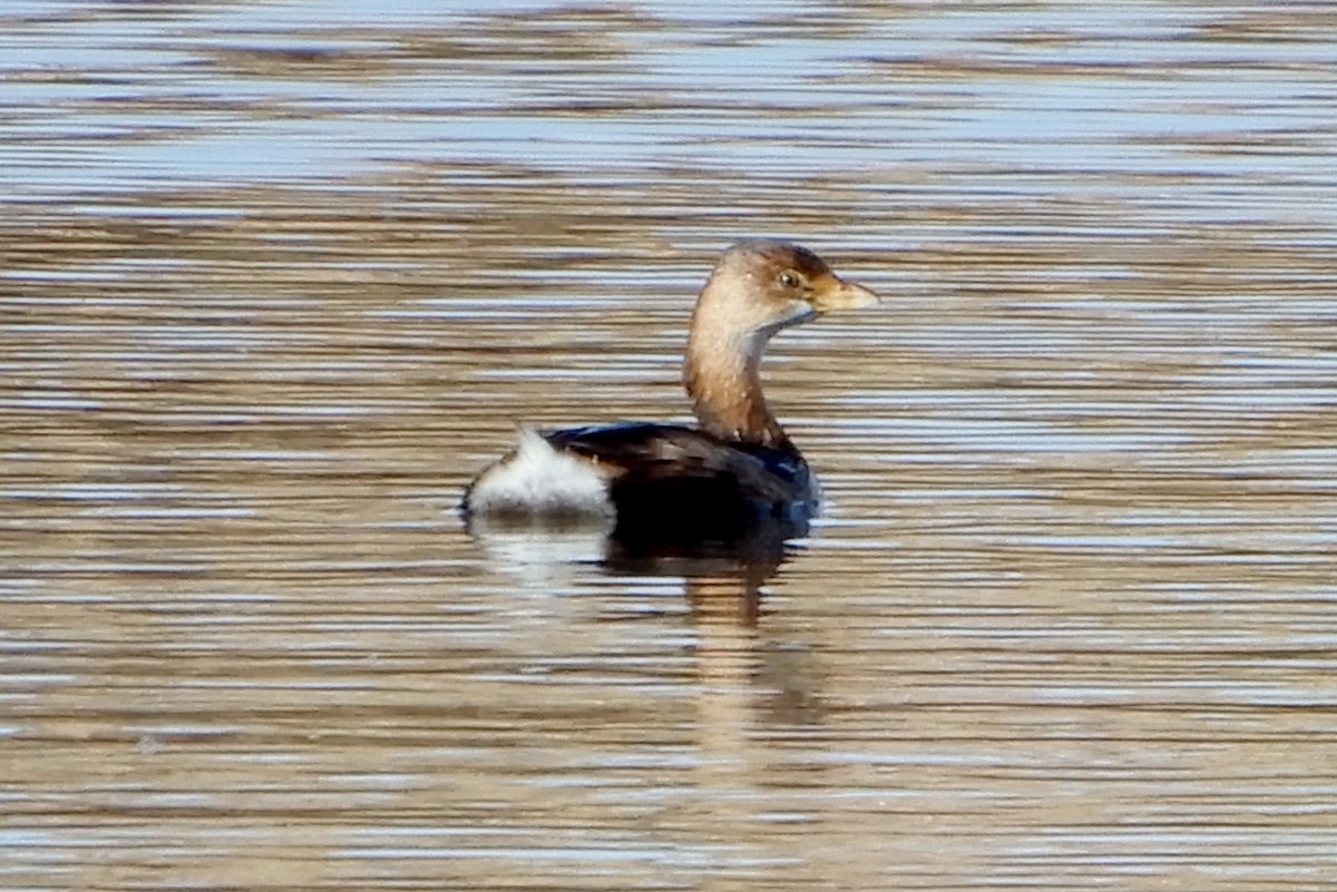 Pied-billed Grebe - ML283854451