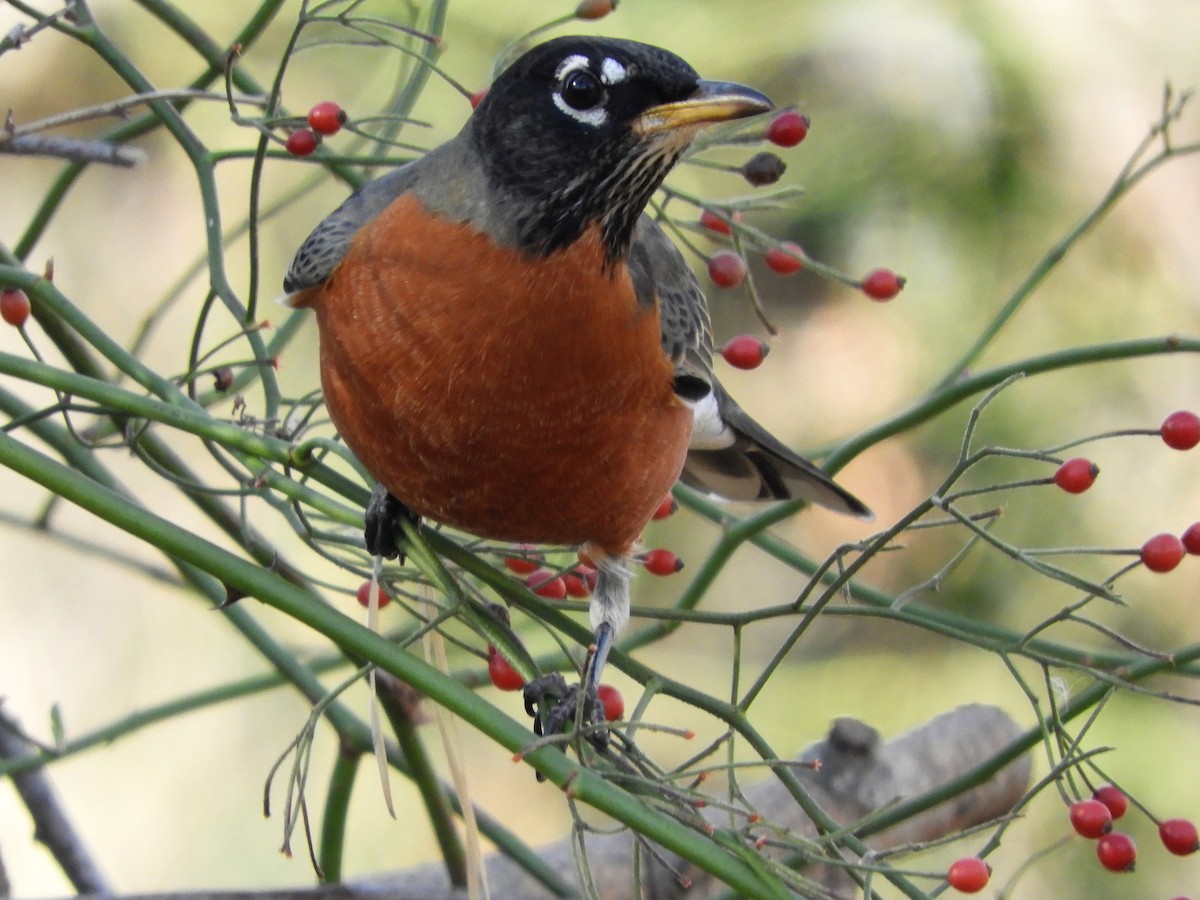 American Robin - ML283858421