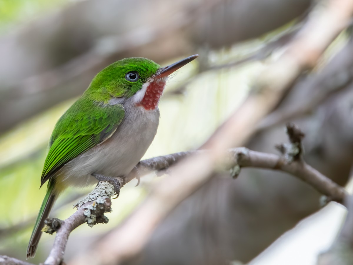 Narrow-billed Tody - ML283858601
