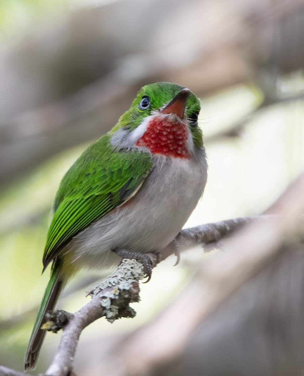 Narrow-billed Tody - John Sterling