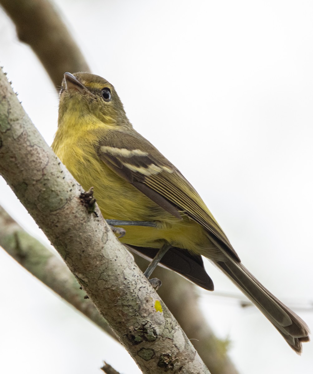 Flat-billed Vireo - John Sterling