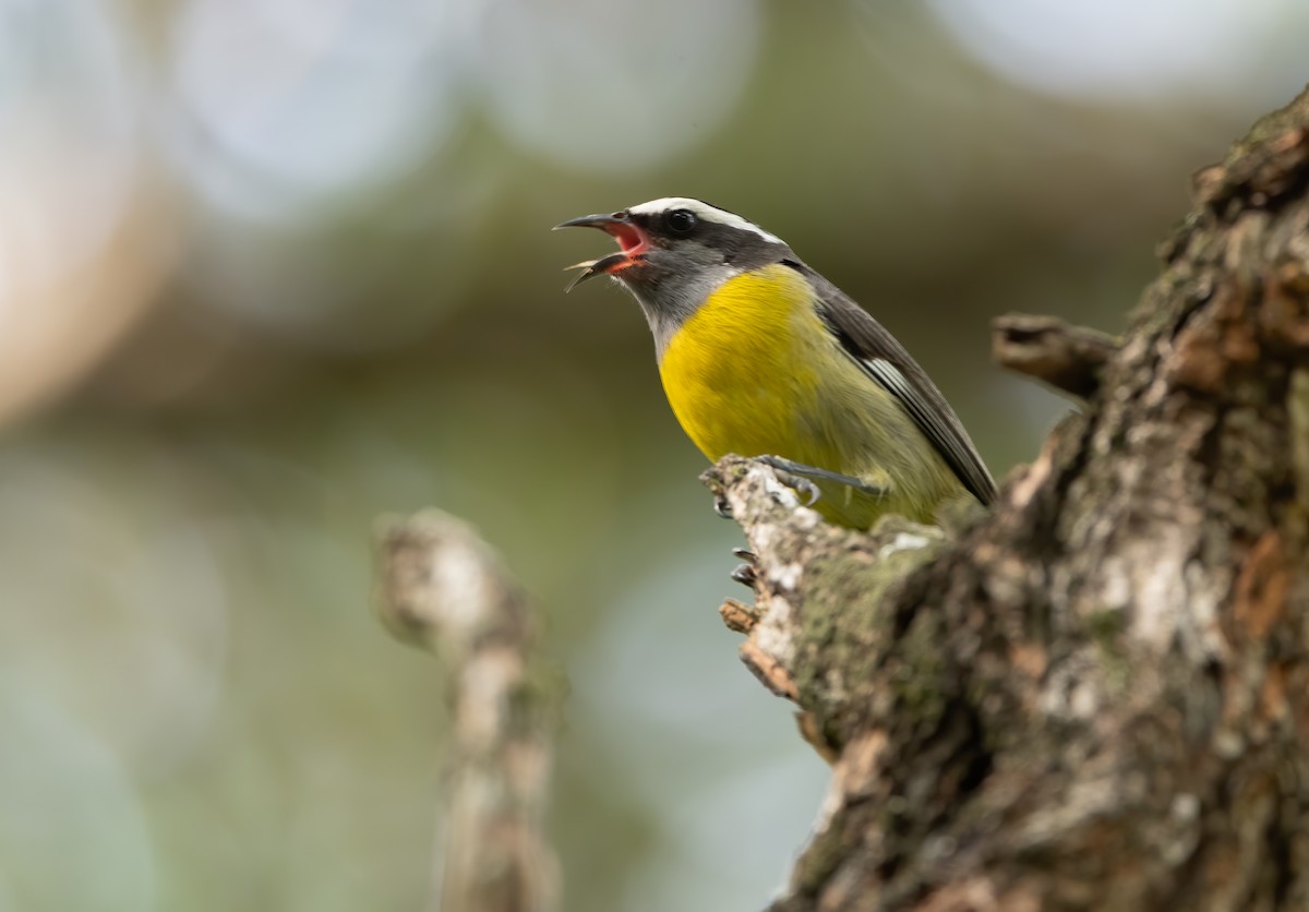 Bananaquit (Greater Antillean) - ML283858911