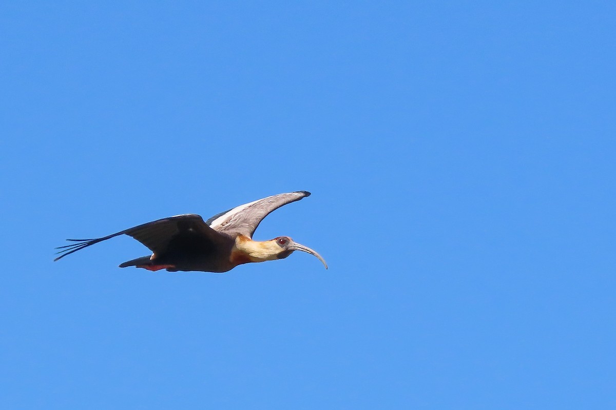 Buff-necked Ibis - ML283859131