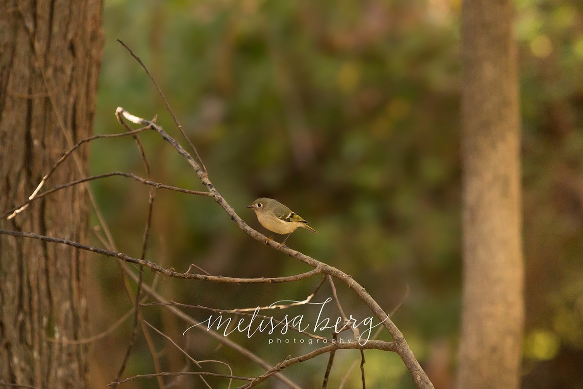 Ruby-crowned Kinglet - Melissa Berg