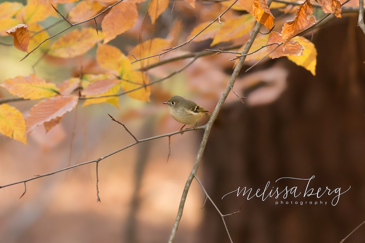 Ruby-crowned Kinglet - ML283859571