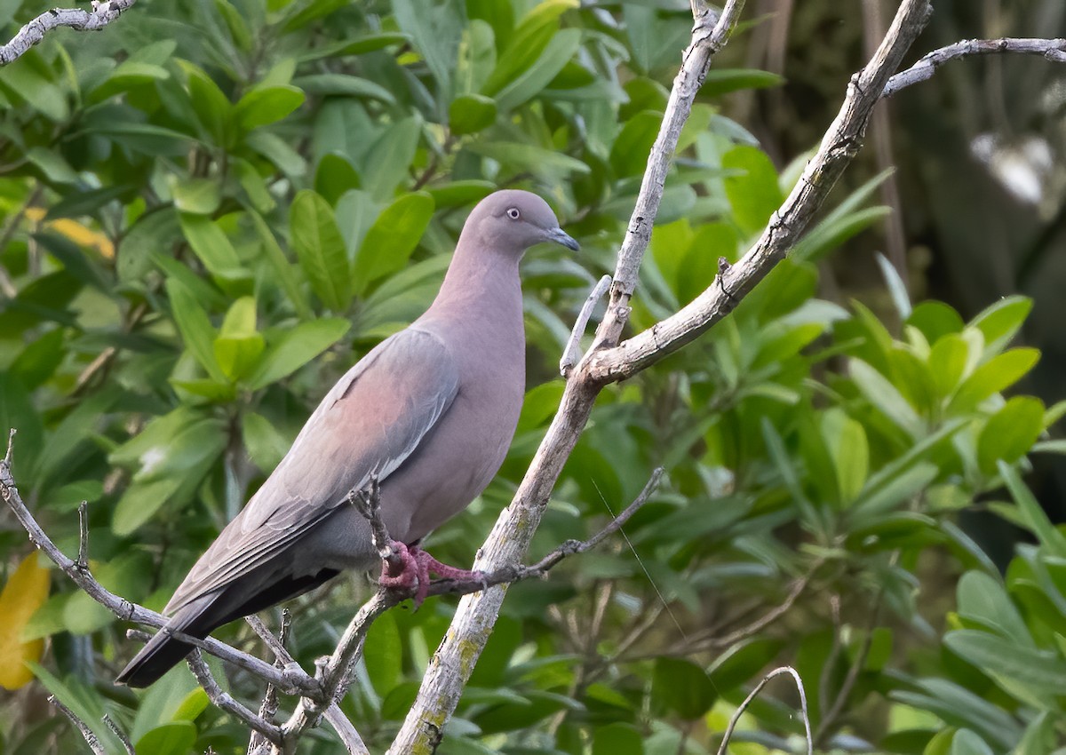 Plain Pigeon - John Sterling