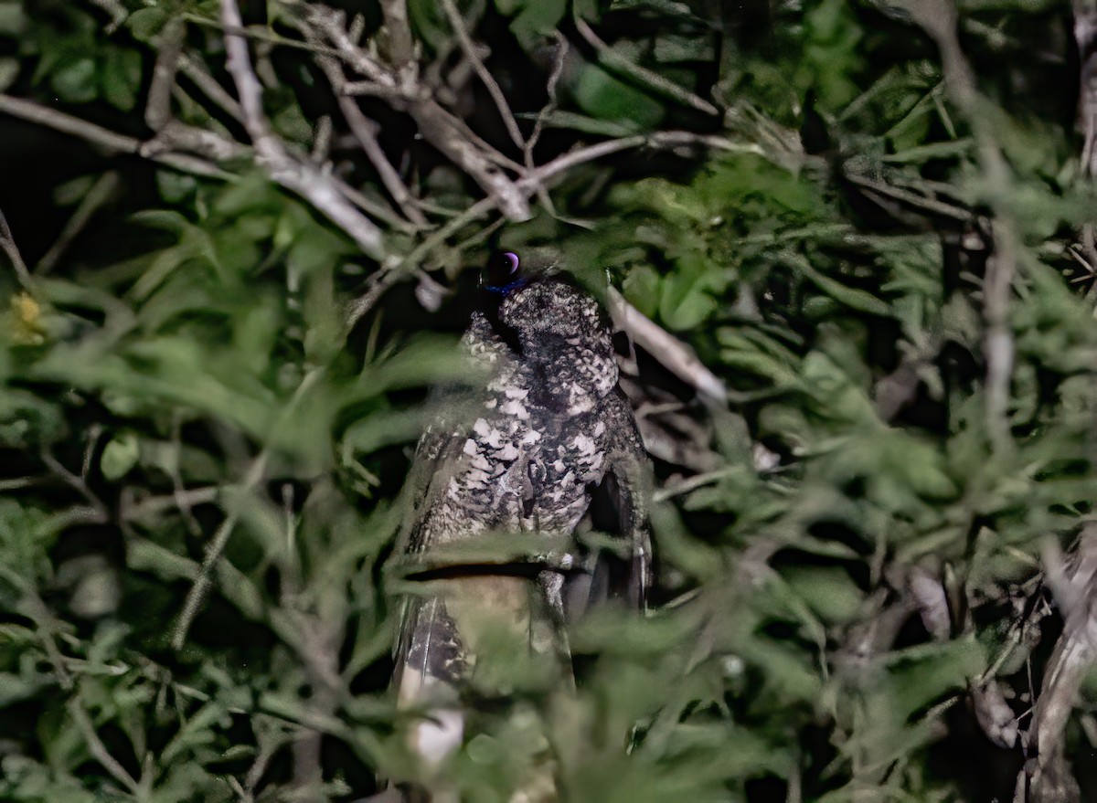 Hispaniolan Nightjar - ML283860901